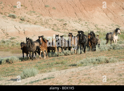 Animal Horse McCullough Peaks Mustang Wild US USA Stock Photo