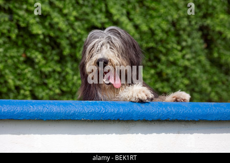 Bearded collie gasping in garden Stock Photo