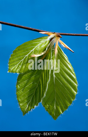 Beech leaves (Fagus sylvatica) in spring against a blue sky , Belgium Stock Photo