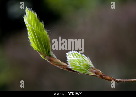 Emerging European beech leaves (Fagus sylvatica) in spring Stock Photo