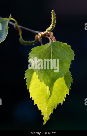 Silver birch leaves (Betula pendula) in spring Stock Photo