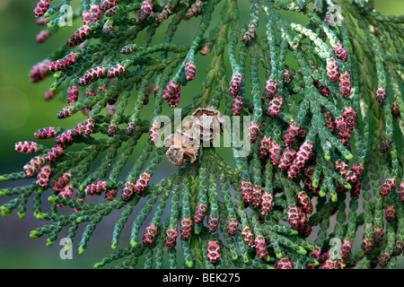 Port Orford cedar / Lawson cypress (Chamaecyparis lawsoniana), native to Oregon and northwestern California, close up of branches with cones Stock Photo