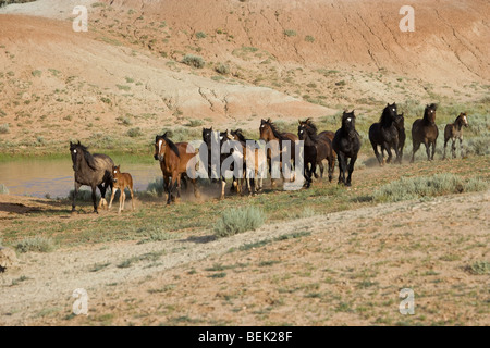 Animal Horse McCullough Peaks Mustang Wild US USA Stock Photo