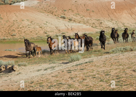 Animal Horse McCullough Peaks Mustang Wild US USA Stock Photo