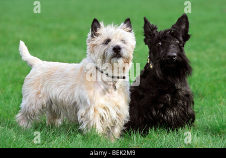 Two terriers, white Cairn Terrier and black Scottish Terrier posing together on lawn in garden Stock Photo