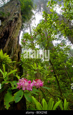 Wild rhododendrons bloom in Redwood tree forest, Del Norte Coast Redwood State Park, California Stock Photo