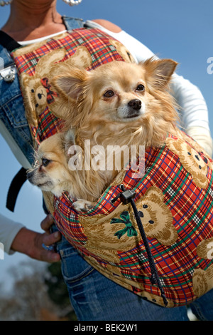 Two Chihuahua dogs in belly bag carried by woman Stock Photo