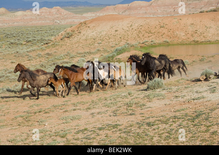 Animal Horse McCullough Peaks Mustang Wild US USA Stock Photo