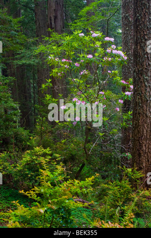 Wild rhododendrons bloom in Redwood tree forest, Del Norte Coast Redwood State Park, California