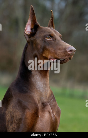 Close-up of Doberman Pinscher / Pincher / Dobermann (Canis lupus familiaris) in garden Stock Photo