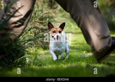 Jack Russell terrier dog playing and running behind man Stock Photo