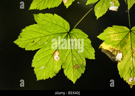 Leaf of Sycamore (Acer pseudoplatanus) in forest Stock Photo