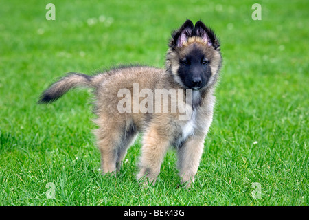 Young Belgian shepherd Tervueren / Tervuren dog pup on lawn in garden Stock Photo