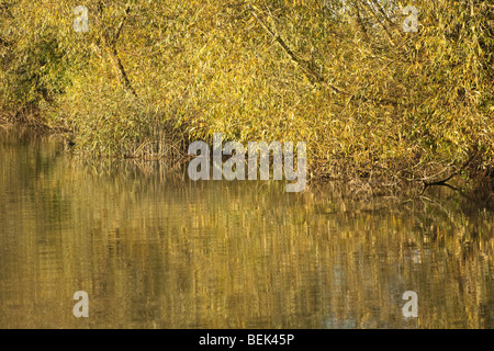 Autumn colours reflected in the River Thames near Newbridge in Oxfordshire, Uk