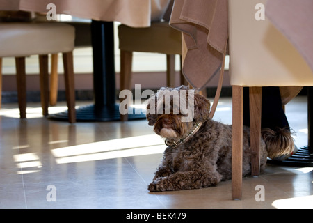 Tibetan terrier dog resting on the floor in restaurant Stock Photo