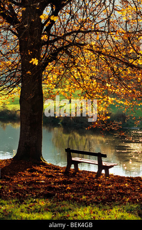Bench and beech (Fagus sylvatica) in autumn colours near river in park, Germany Stock Photo