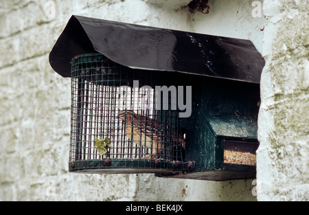 Common quail (Coturnix coturnix) in little cage Stock Photo