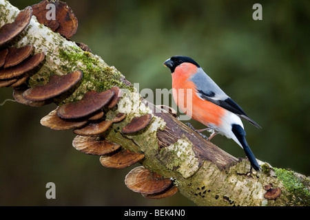 Common Bullfinch / Eurasian Bullfinch (Pyrrhula pyrrhula) male perched on branch in forest Stock Photo