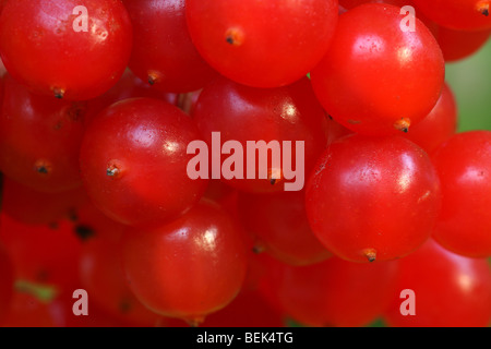 Guelder Rose / Water Elder / Cramp Bark / Snowbell Tree (Viburnum opulus) close up of red berries Stock Photo