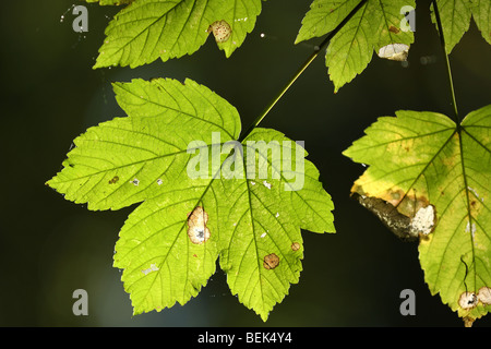 Leaves of Sycamore tree (Acer pseudoplatanus) in forest Stock Photo