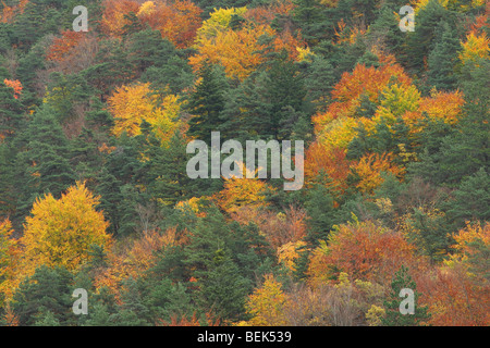 Mixed forest with Oak (Quercus robur) in autumn from the air, Vercors National Park, France Stock Photo