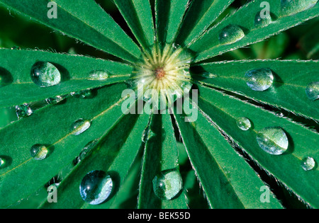 Raindrops on leaf lupine (Lupinus sp.) Stock Photo