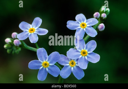 Water Forget-me-not / True Forget-me-not (Myosotis palustris / Myosotis palustris) in flower in spring Stock Photo