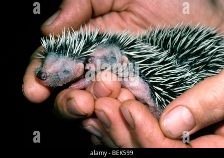 Orphaned one-week-old European hedgehog babies (Erinaceus europaeus) held by hand at animal shelter Stock Photo