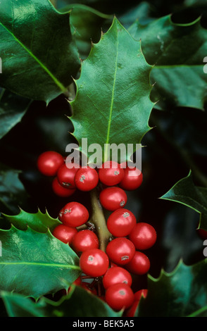Common holly leaves and berries (Ilex aquifolium) close up Stock Photo