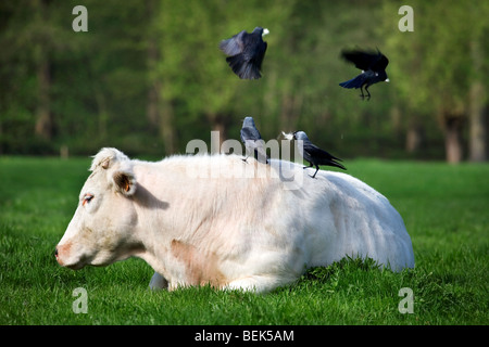 Jackdaws (Corvus monedula) picking hair from cow in field for nest building Stock Photo