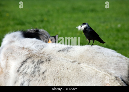 Jackdaw (Corvus monedula) picking hair from cow in field for nest building Stock Photo