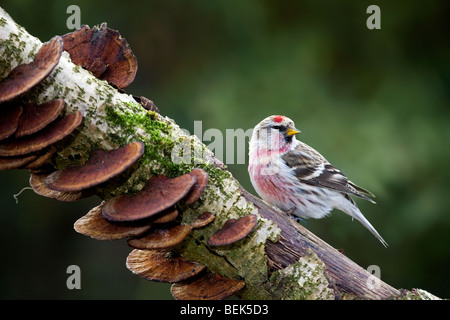 Common redpoll (Carduelis flammea) male sitting on branch covered in fungi Stock Photo