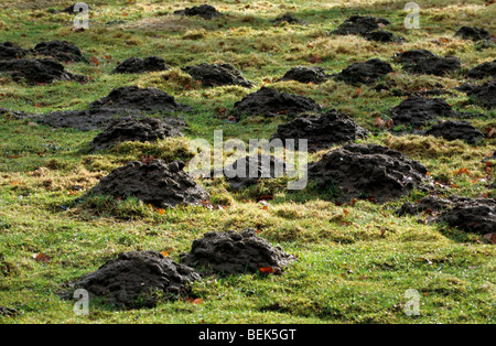 Molehills / mole mounds / molecasts by European mole (Talpa europaea) in field Stock Photo