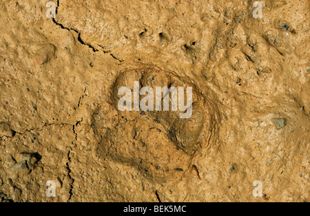 Badger (Meles meles) footprint in the mud Stock Photo