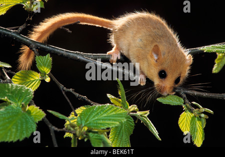 Common dormouse / hazel dormouse (Muscardinus avellanarius) foraging in tree for hazelnuts in forest at night Stock Photo