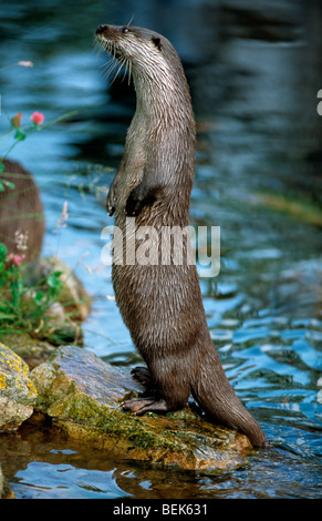 European river otter (Lutra lutra) standing on hind legs for better view of surrounding area, Europe Stock Photo