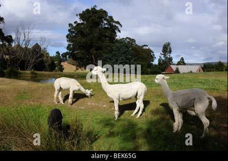 ALPACAS, TASMANIA, AUSTRALIA Stock Photo