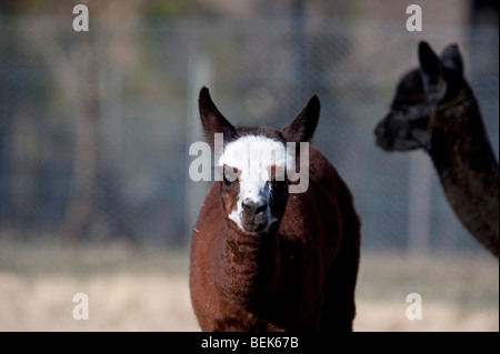 ALPACA CALVES, TASMANIA, AUSTRALIA Stock Photo