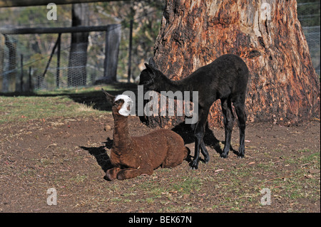 ALPACA CALVES, TASMANIA, AUSTRALIA Stock Photo