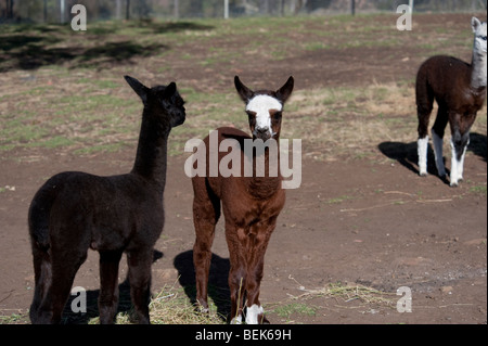 ALPACA CALVES, TASMANIA, AUSTRALIA Stock Photo