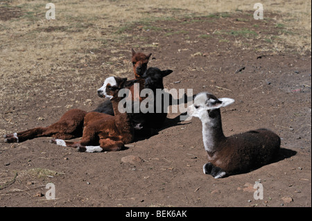 ALPACA CALVES, TASMANIA, AUSTRALIA Stock Photo