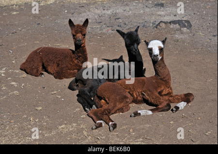 ALPACA CALVES, TASMANIA, AUSTRALIA Stock Photo