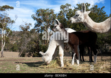 ALPACA CALVES, TASMANIA, AUSTRALIA Stock Photo