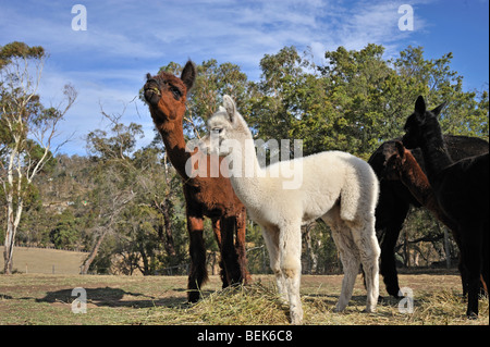 ALPACA CALVES, TASMANIA, AUSTRALIA Stock Photo