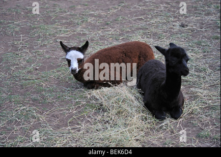 ALPACA CALVES, TASMANIA, AUSTRALIA Stock Photo