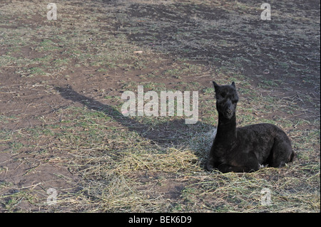 ALPACA CALF, TASMANIA, AUSTRALIA Stock Photo