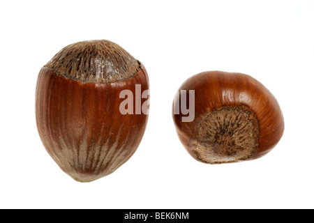 Hazelnuts of common hazel (Corylus avellana) on white background Stock Photo