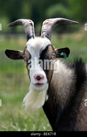 Portrait of domestic goat (Capra hircus) buck in field, Belgium Stock Photo