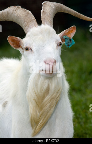 Portrait of white domestic goat (Capra hircus) buck with earmarks at farm Stock Photo