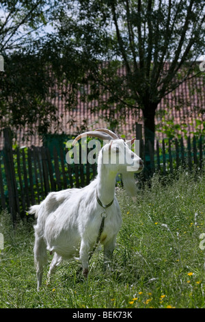 Portrait of white goat (Capra hircus) with eartag in field, Belgium Stock Photo